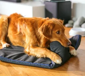 PetsPEMF PEMF for Pets